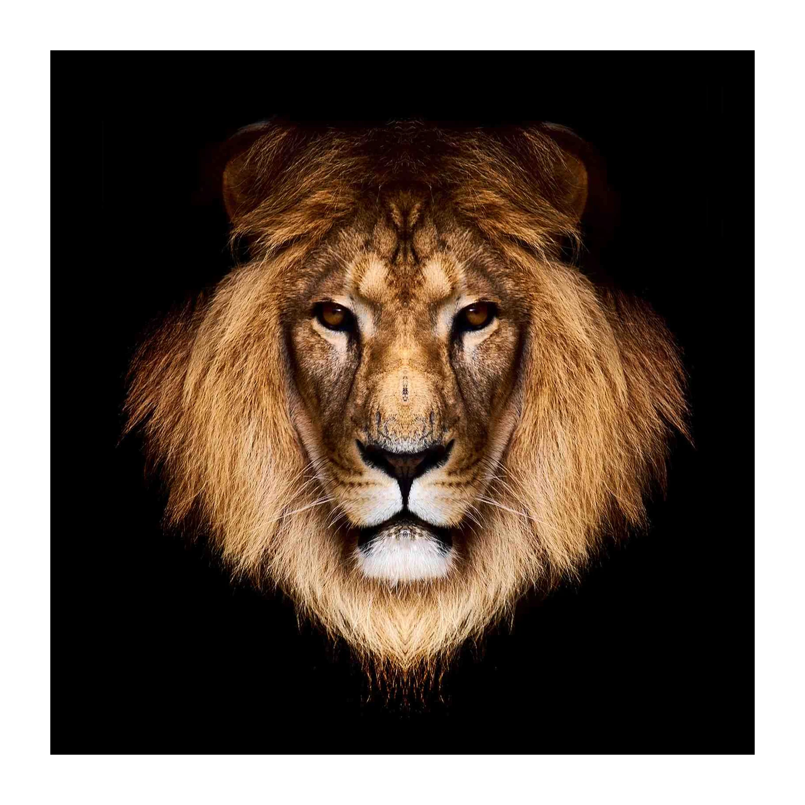 Majestic Lion Face Gold Mane Wall Art