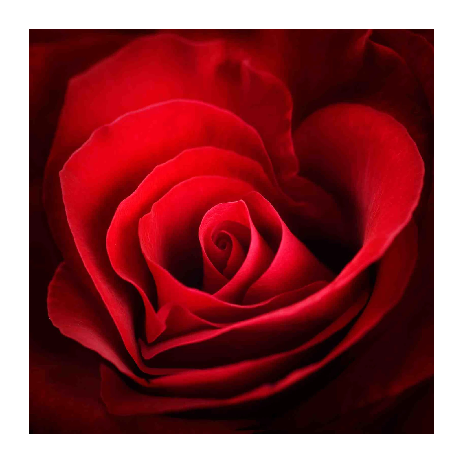 Luxurious Red Rose Petal Abstract Wall Art