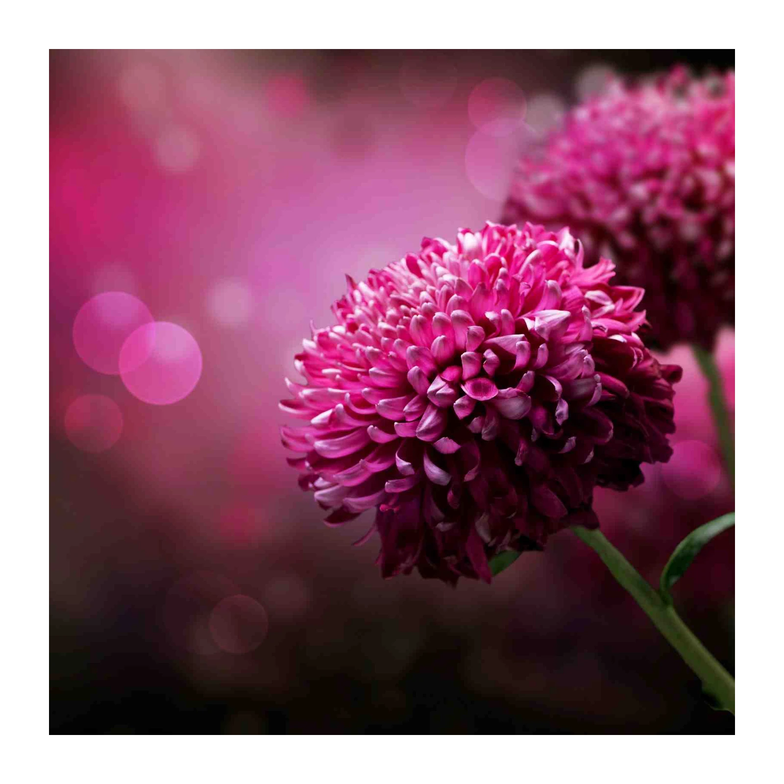 Vibrant Pink Dahlia Floral Wall Art