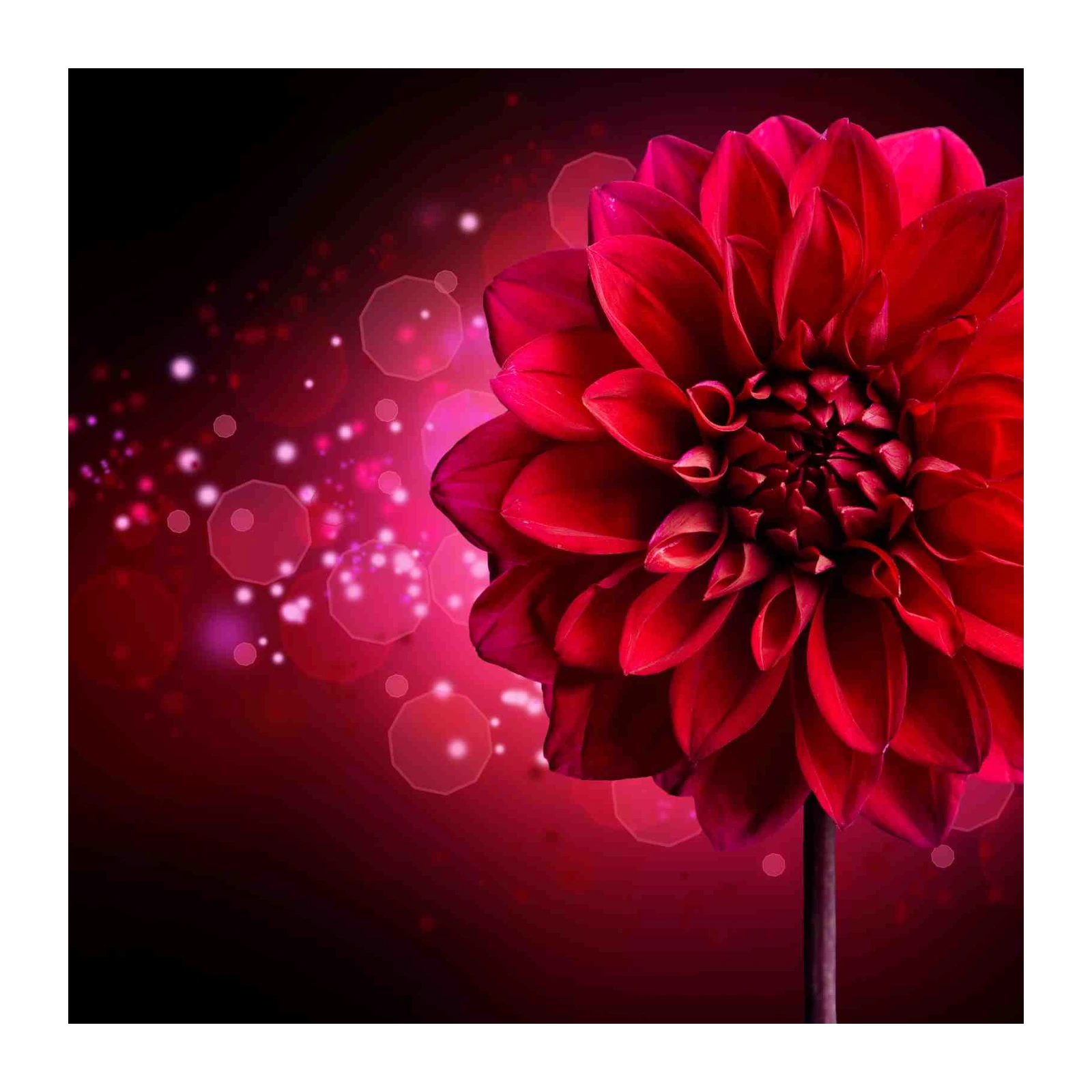 Vibrant Red Dahlia Bloom Wall Art