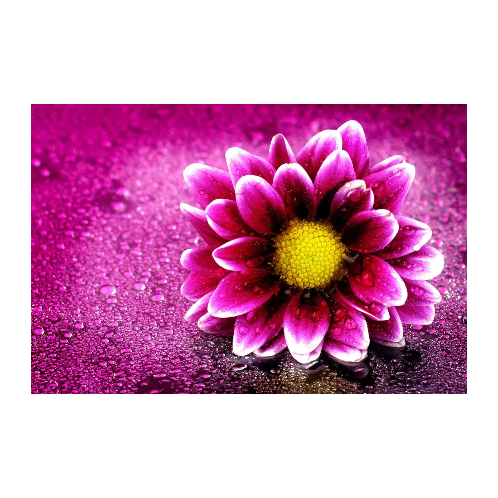 Vibrant Daisy Dewdrops Wall Art