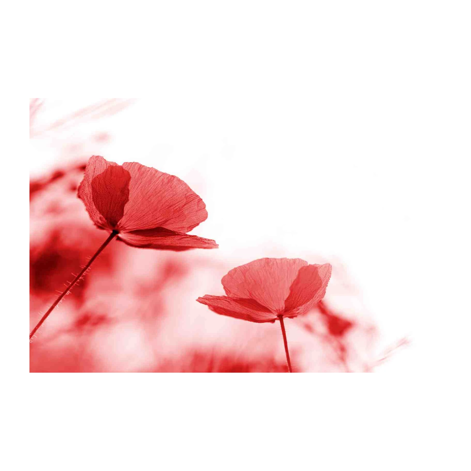 Vibrant Red Poppies Field Wall Art