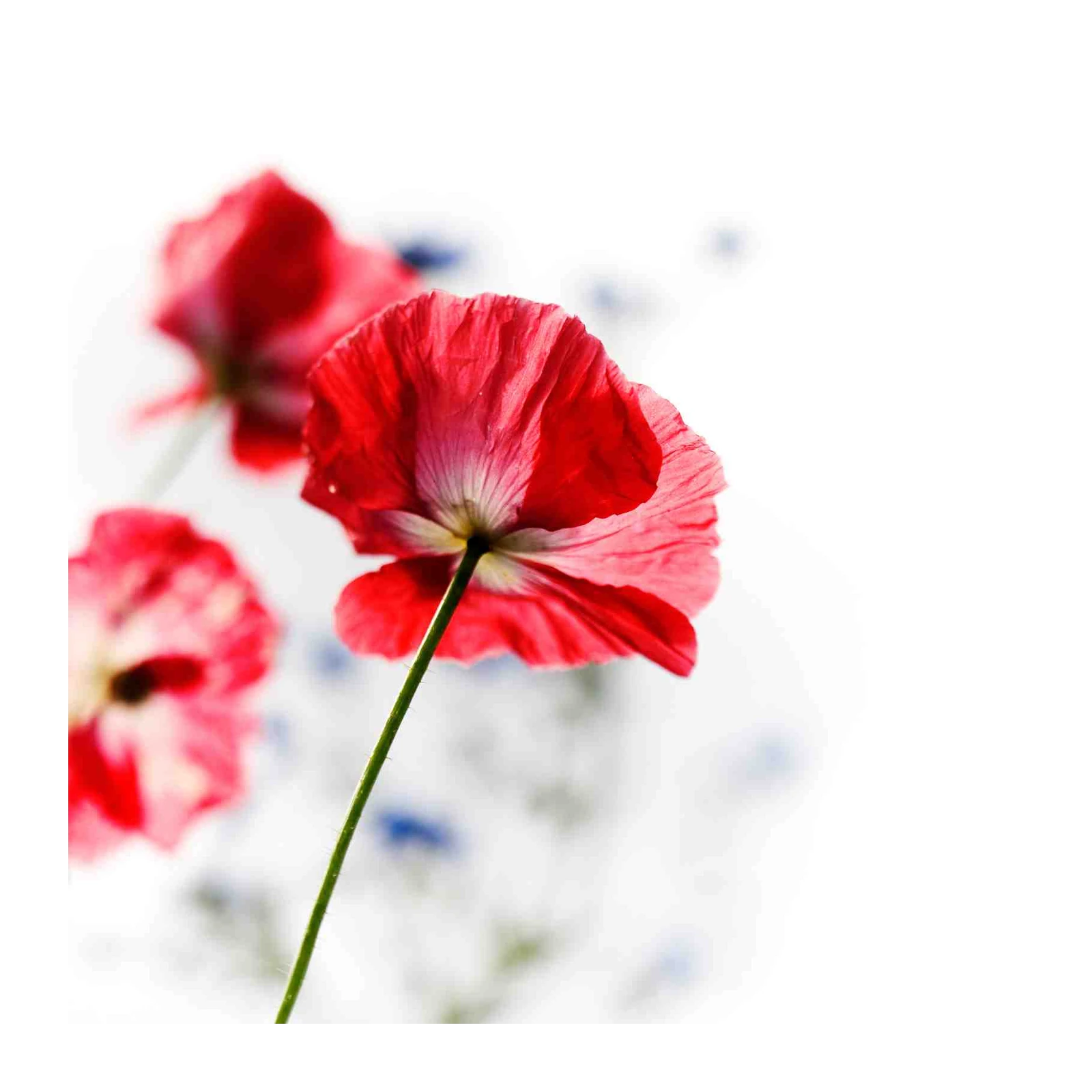 Vibrant Red Poppies Floral Nature Wall Art