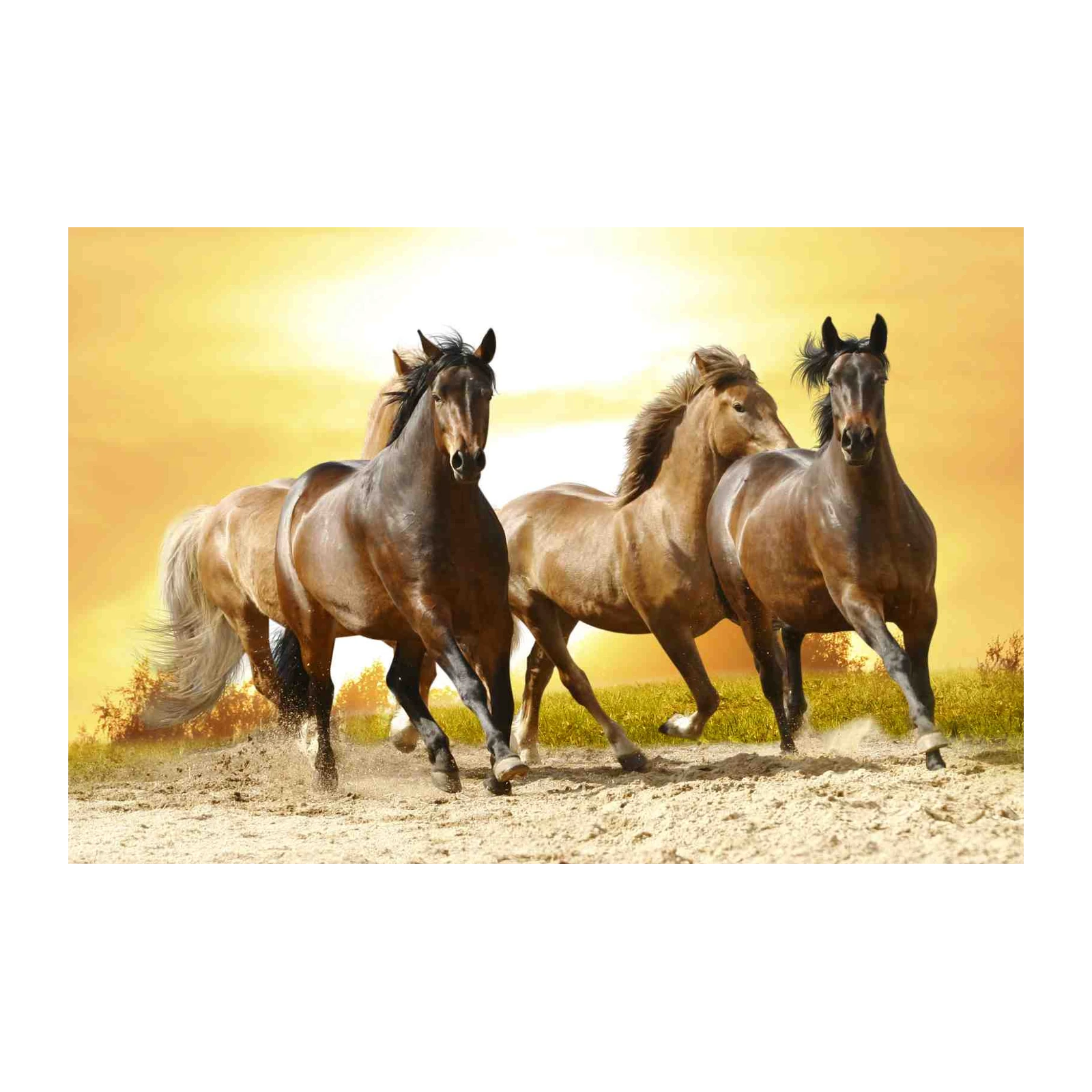 Majestic Horses Gallop Wall Art