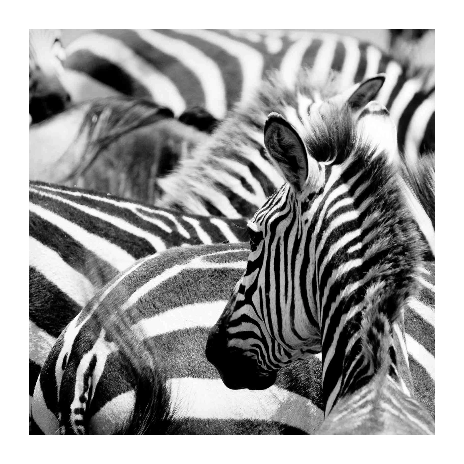 Bold Zebra Stripes Fine Art Wall Art