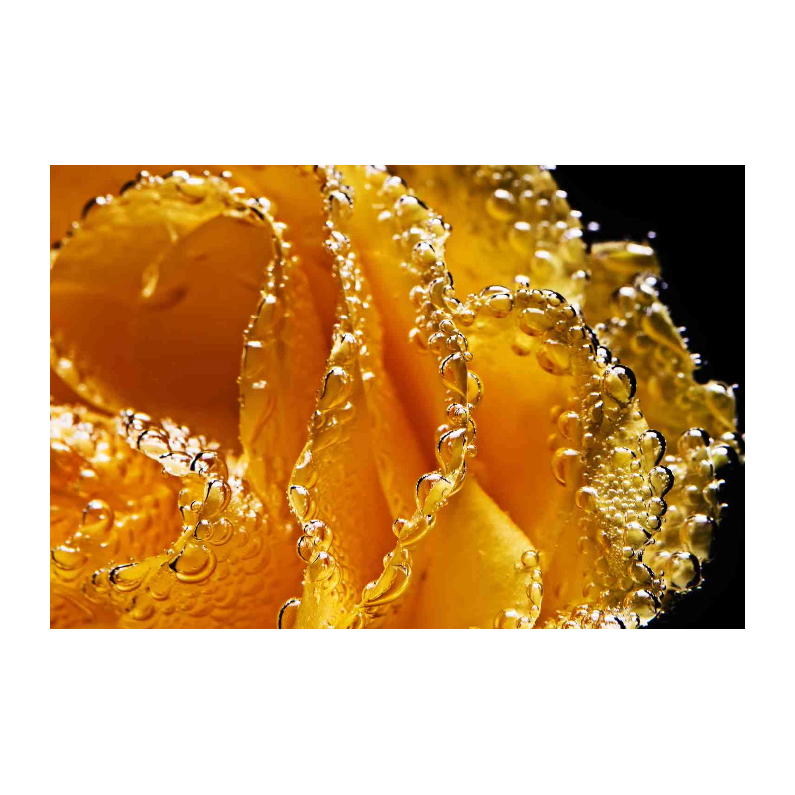 Golden Rose Bubbles Macro Wall Art