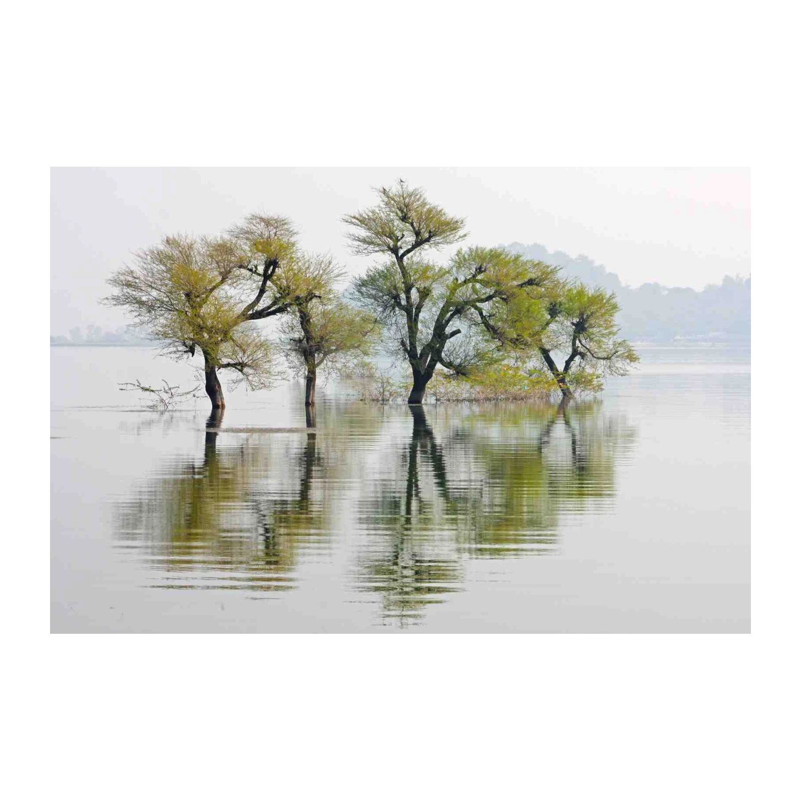 Serene Water Trees Reflection Wall Art