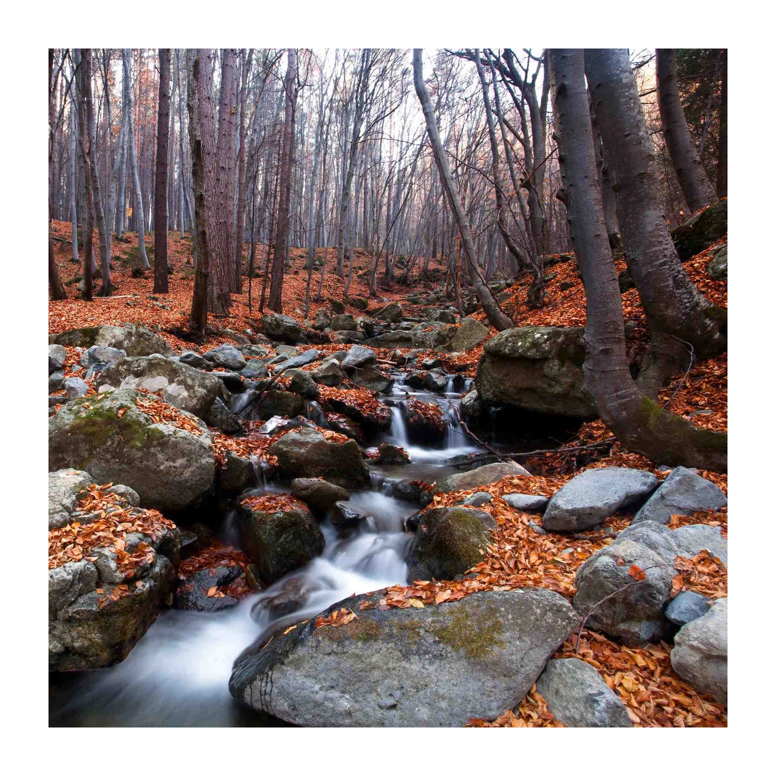 Autumn Forest Stream Serenity Wall Art