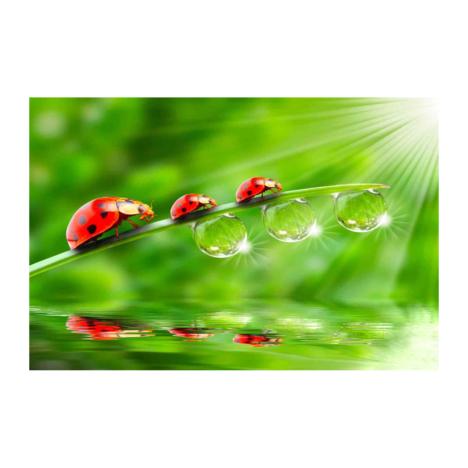 Ladybugs on Dewdrop Grass Wall Art