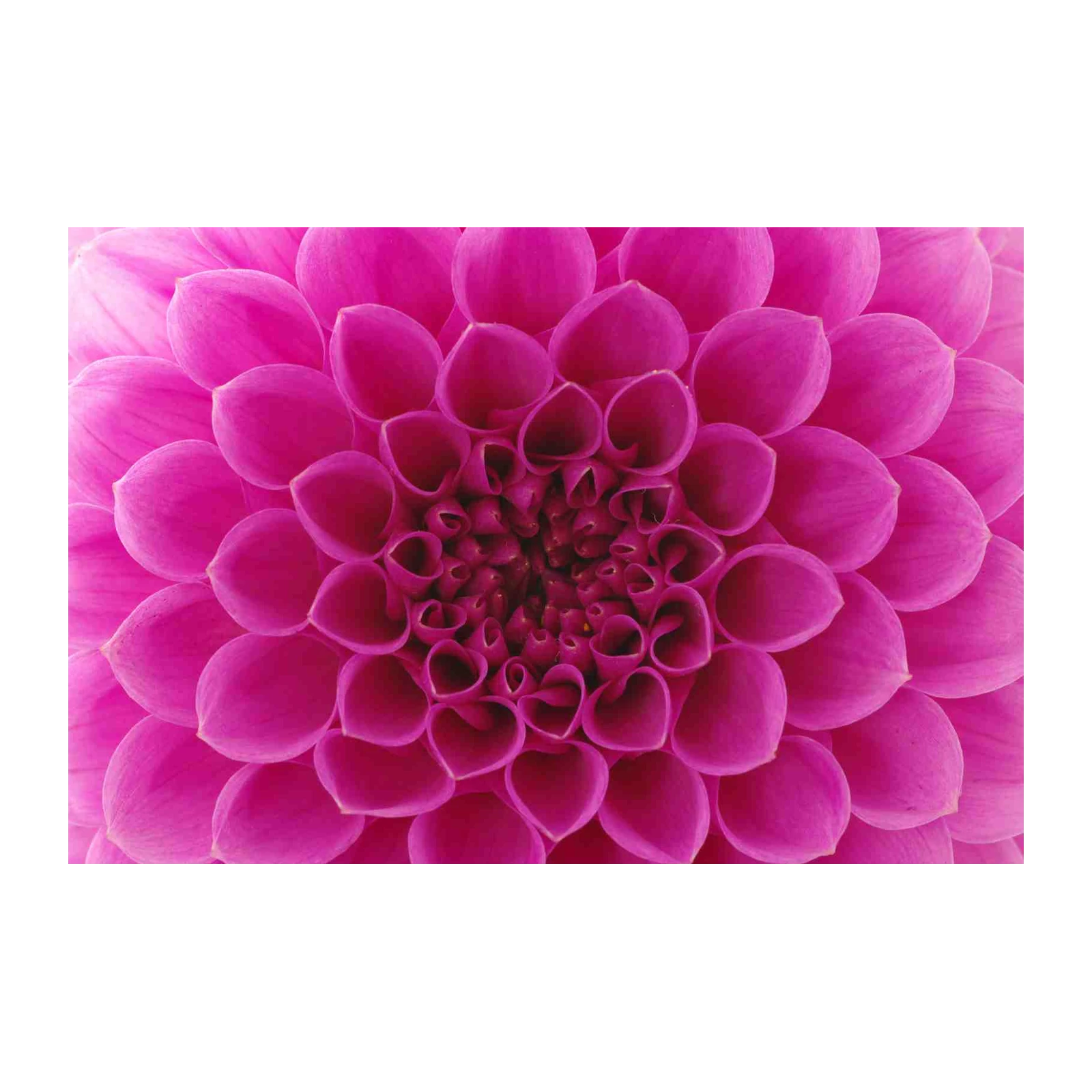 Vibrant Pink Dahlia Close-Up Wall Art