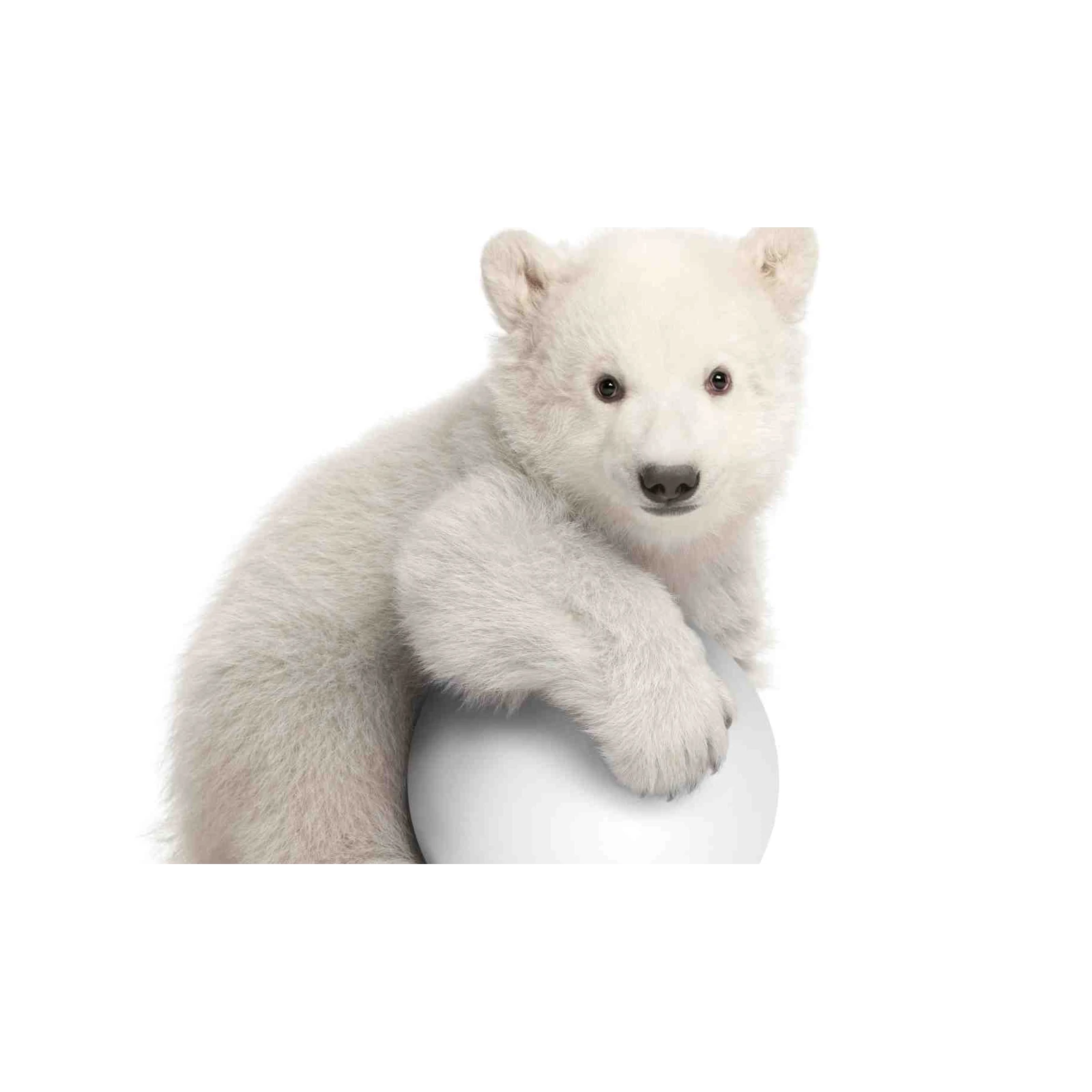 Adorable Polar Bear Cub with Ball Wall Art