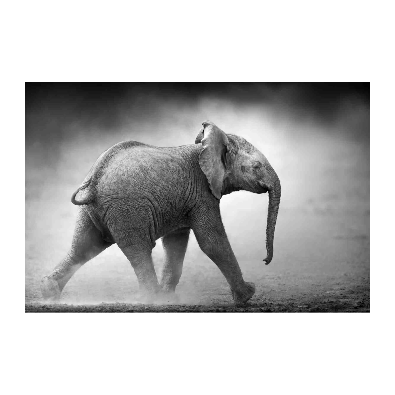 Majestic Baby Elephant Safari Black & White Wall Art