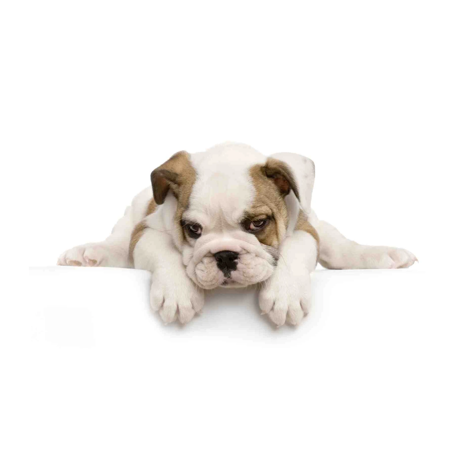 Adorable Bulldog Puppy on White Wall Art