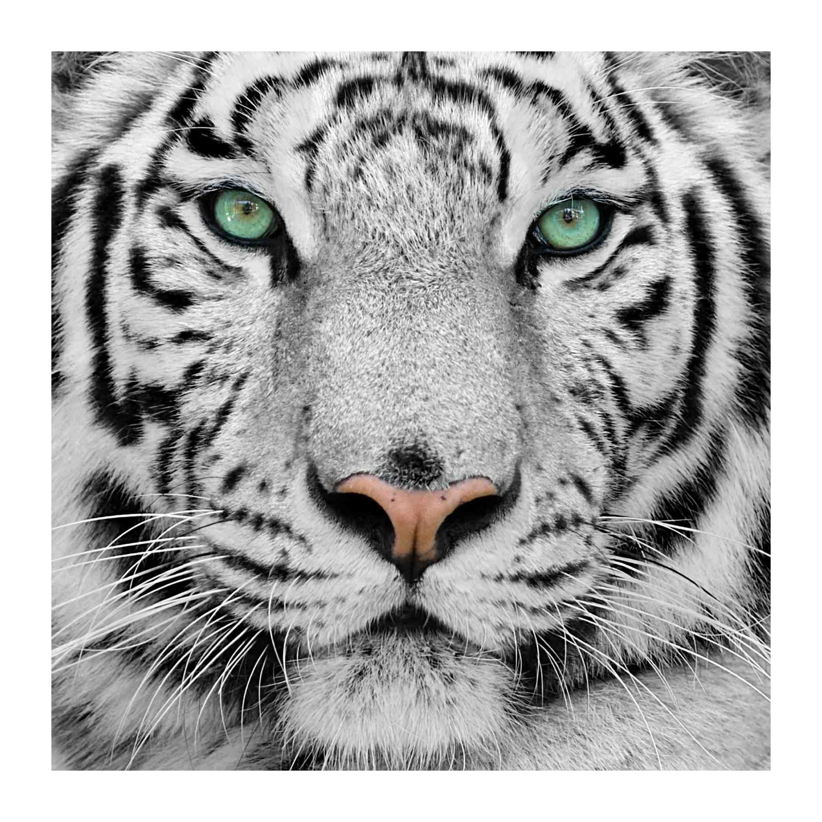 Majestic White Tiger Eyes Wall Art