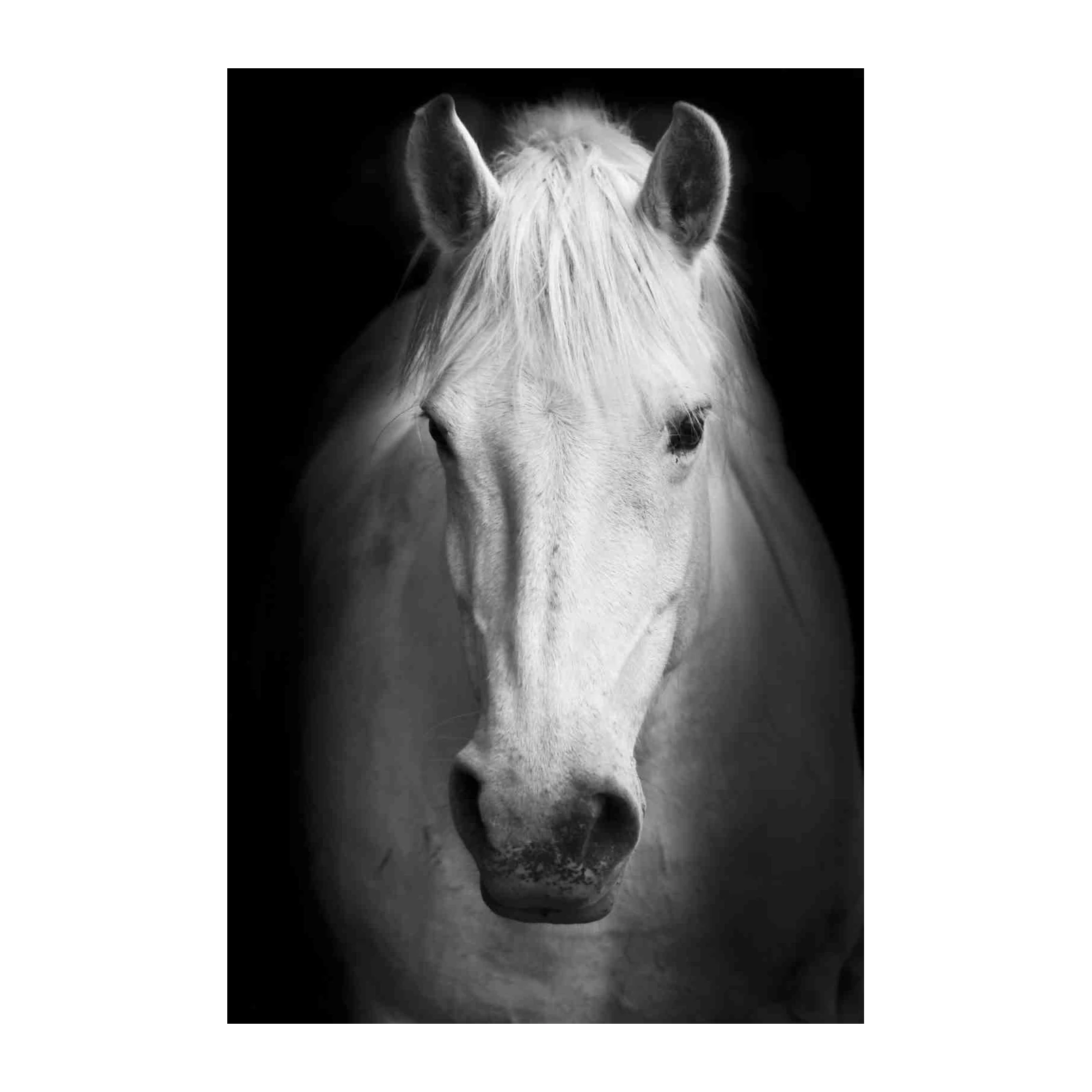 Majestic White Horse Black and White Wall Art