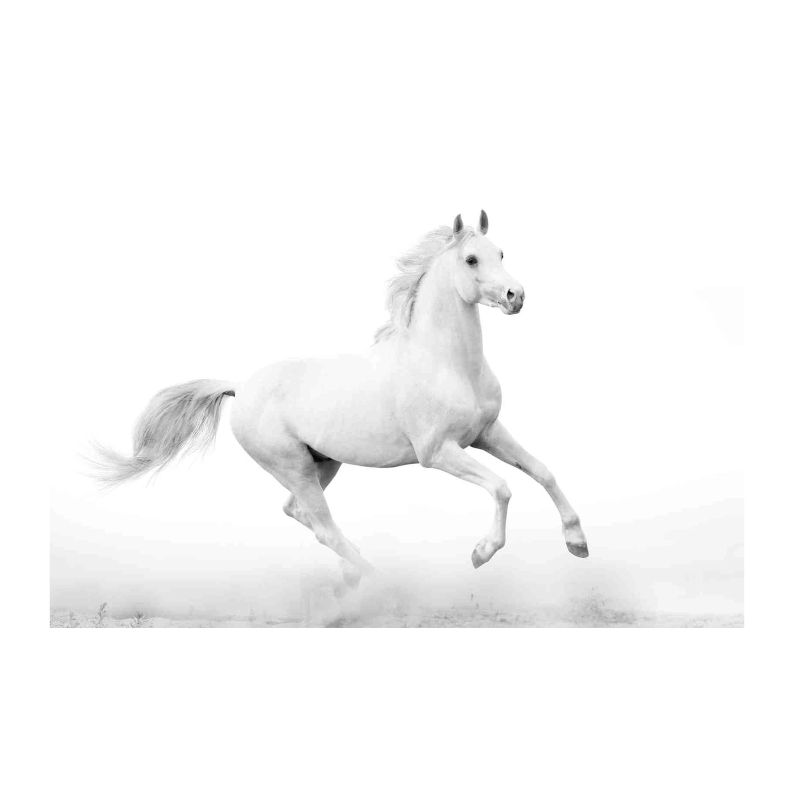 Majestic White Stallion Horse Galloping Wall Art