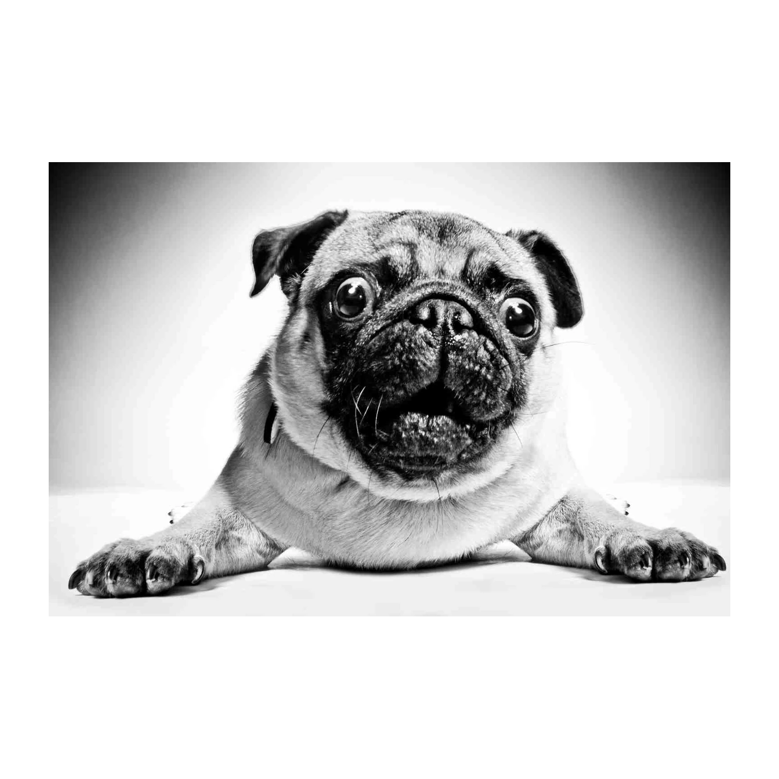 Adorable Pug Face Black and White Wall Art