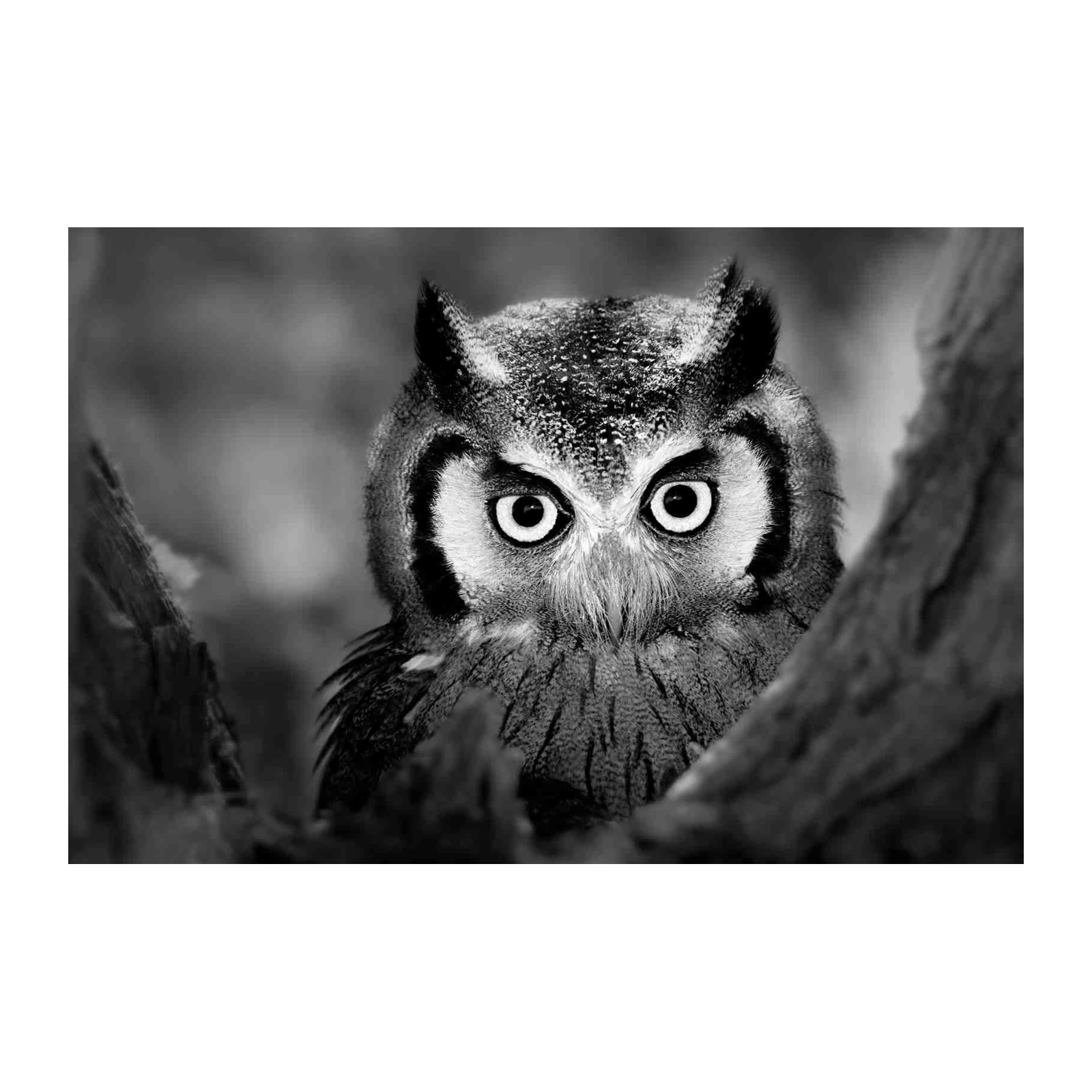 Intense Owl Portrait B&W Wall Art