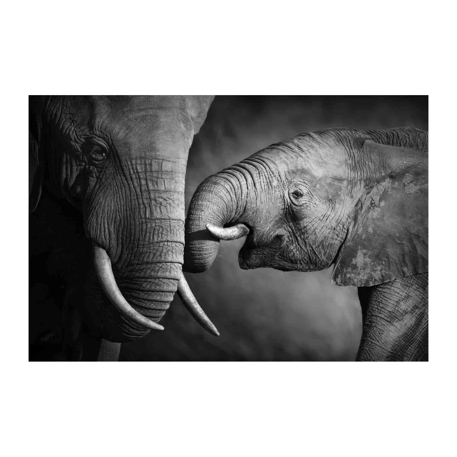 Majestic Elephants BW Close-up Wall Art