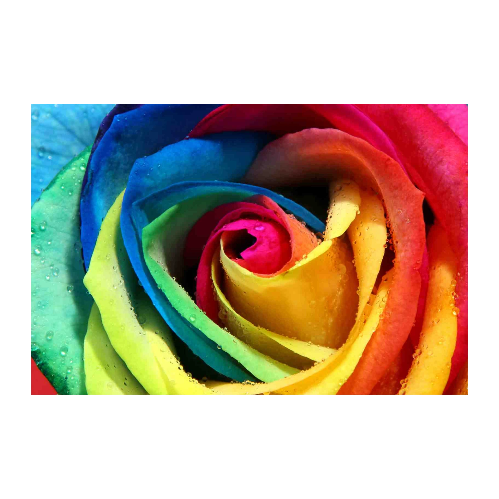 Vibrant Rainbow Rose Dewdrops Wall Art