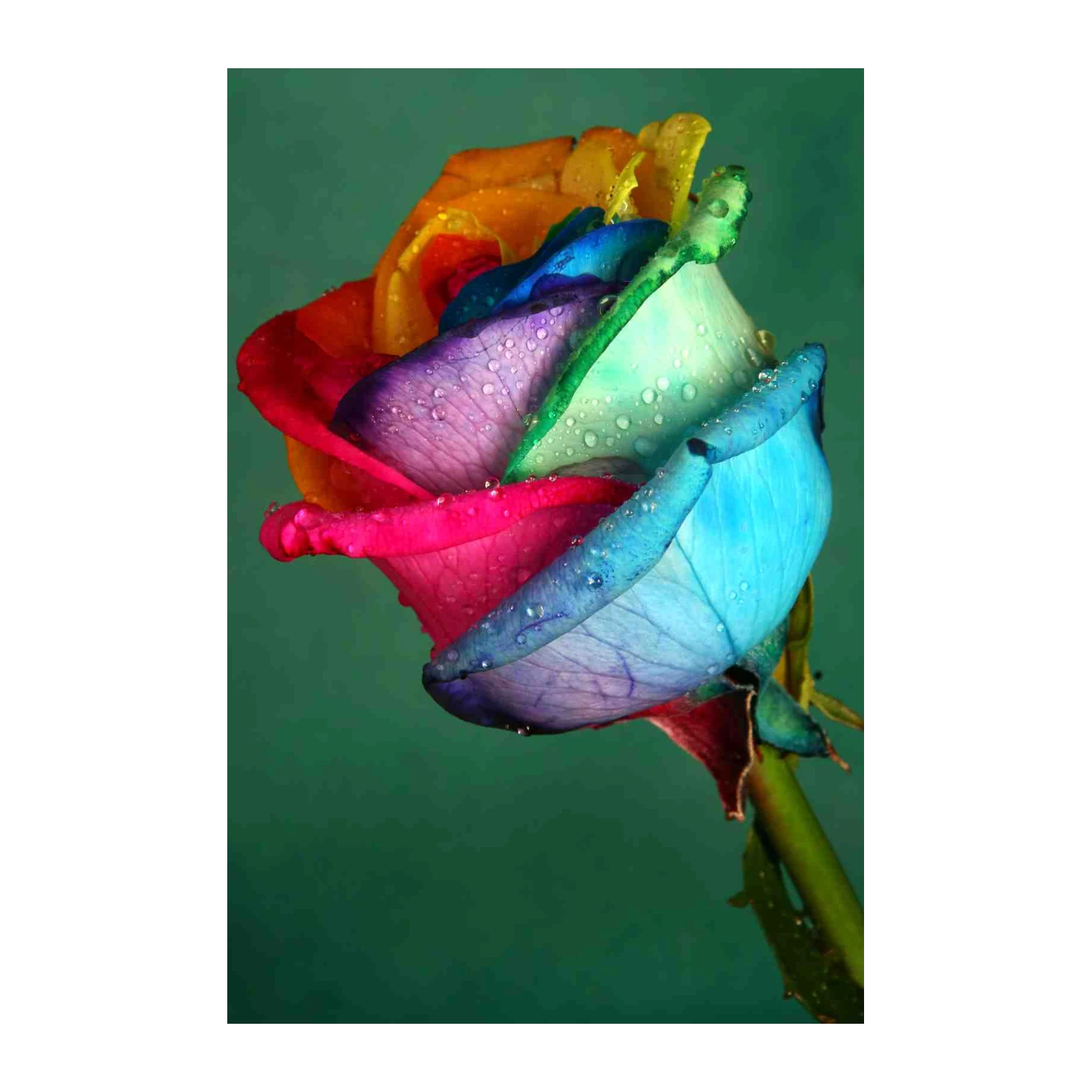 Rainbow Rose Dewdrops Art Wall Art