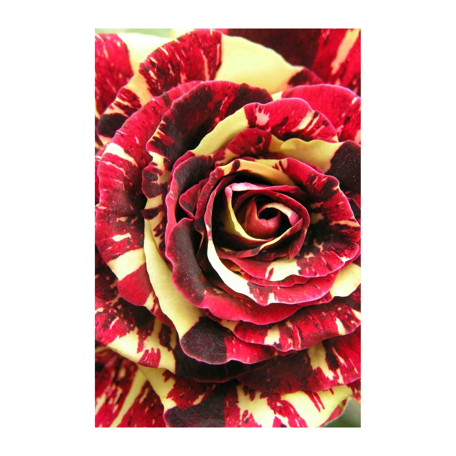 Striking Red Yellow Rose Petals Wall Art