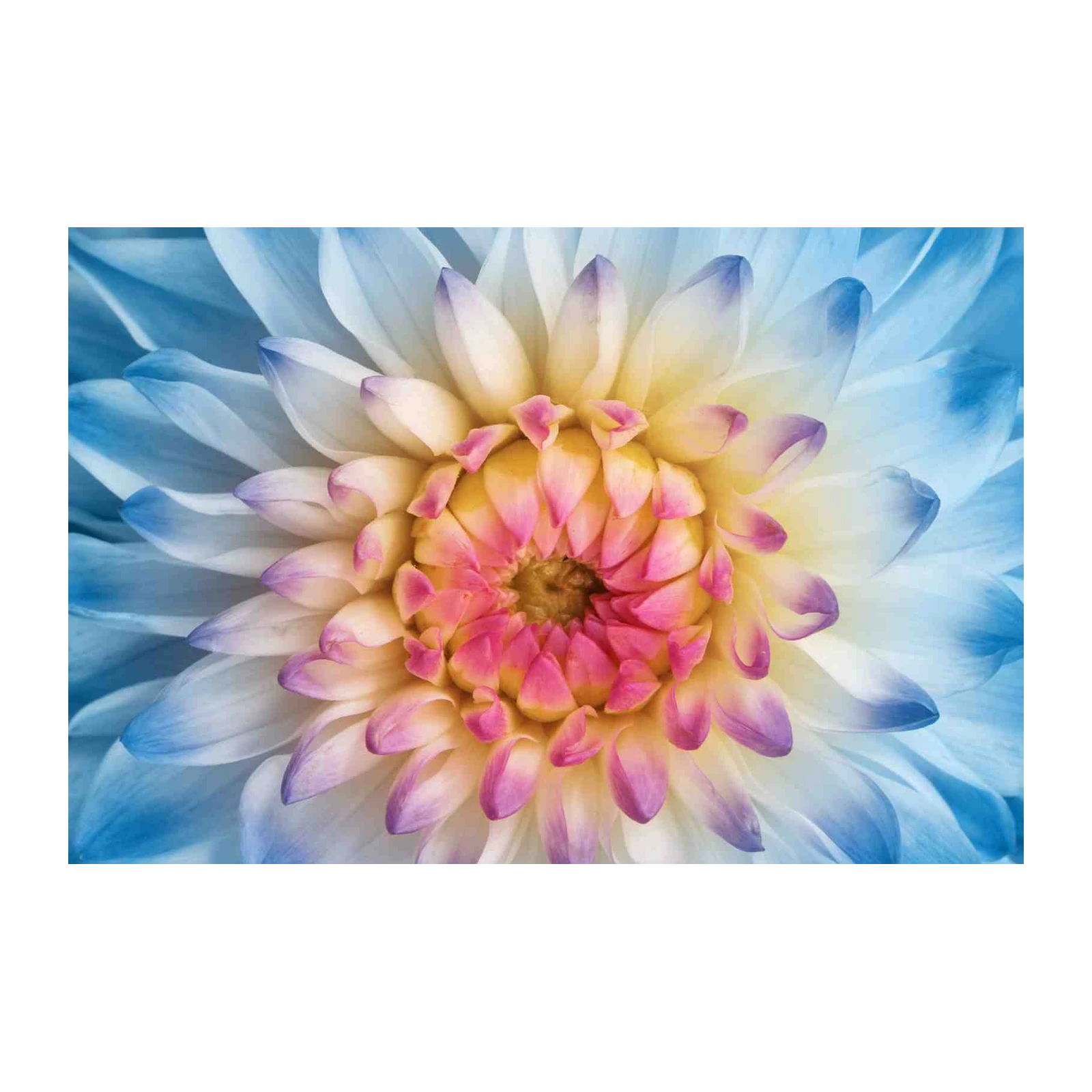 Abstract Floral Dream Blue Pink Yellow Wall Art