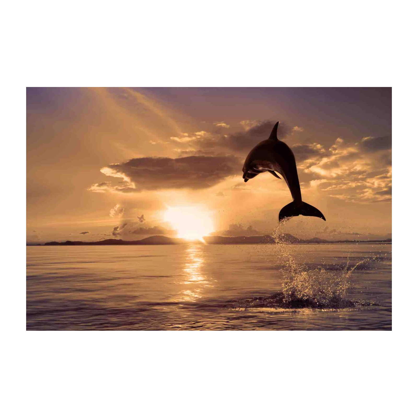 Leaping Dolphin Sunset Serenity Wall Art