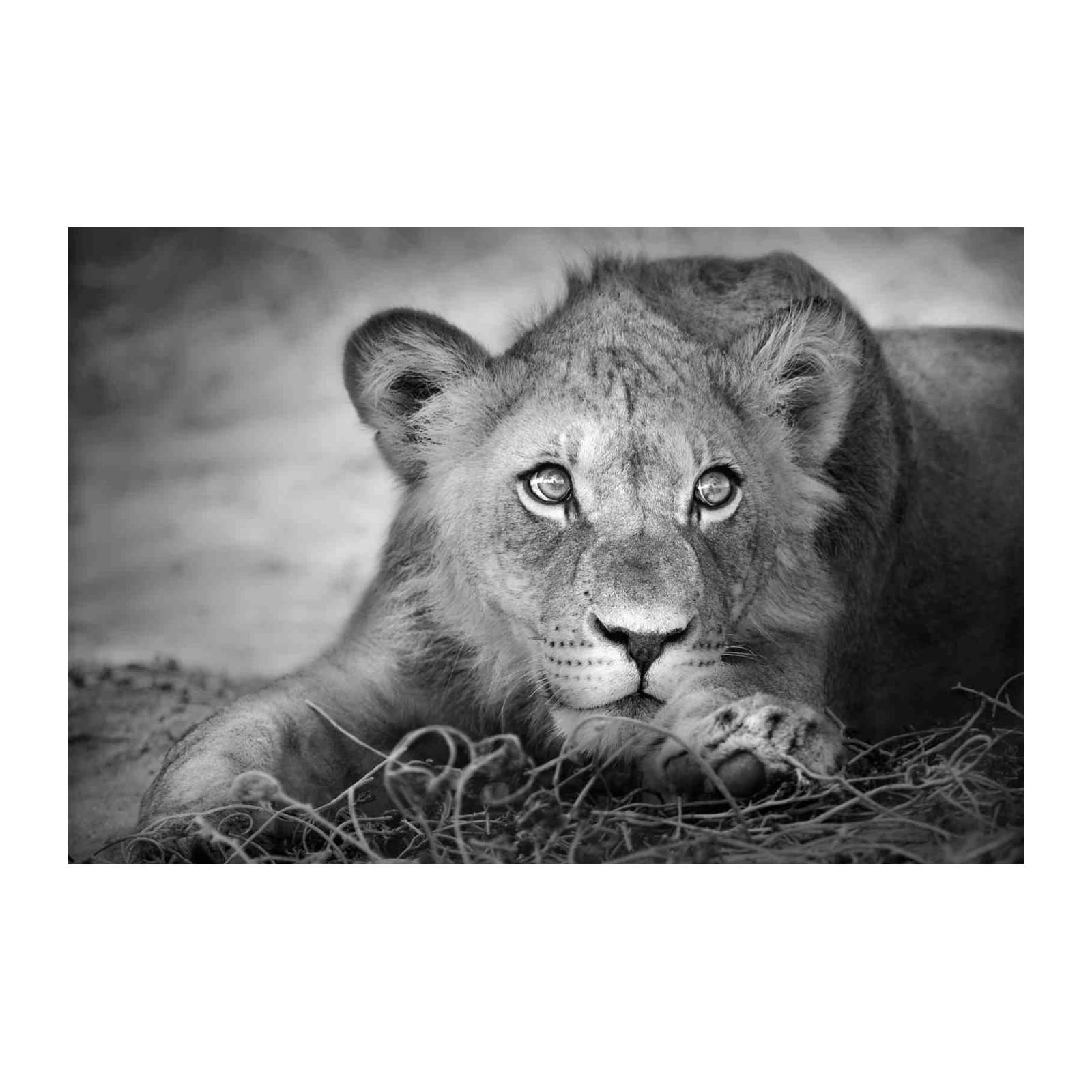 Majestic Lion Portrait Black & White Wall Art