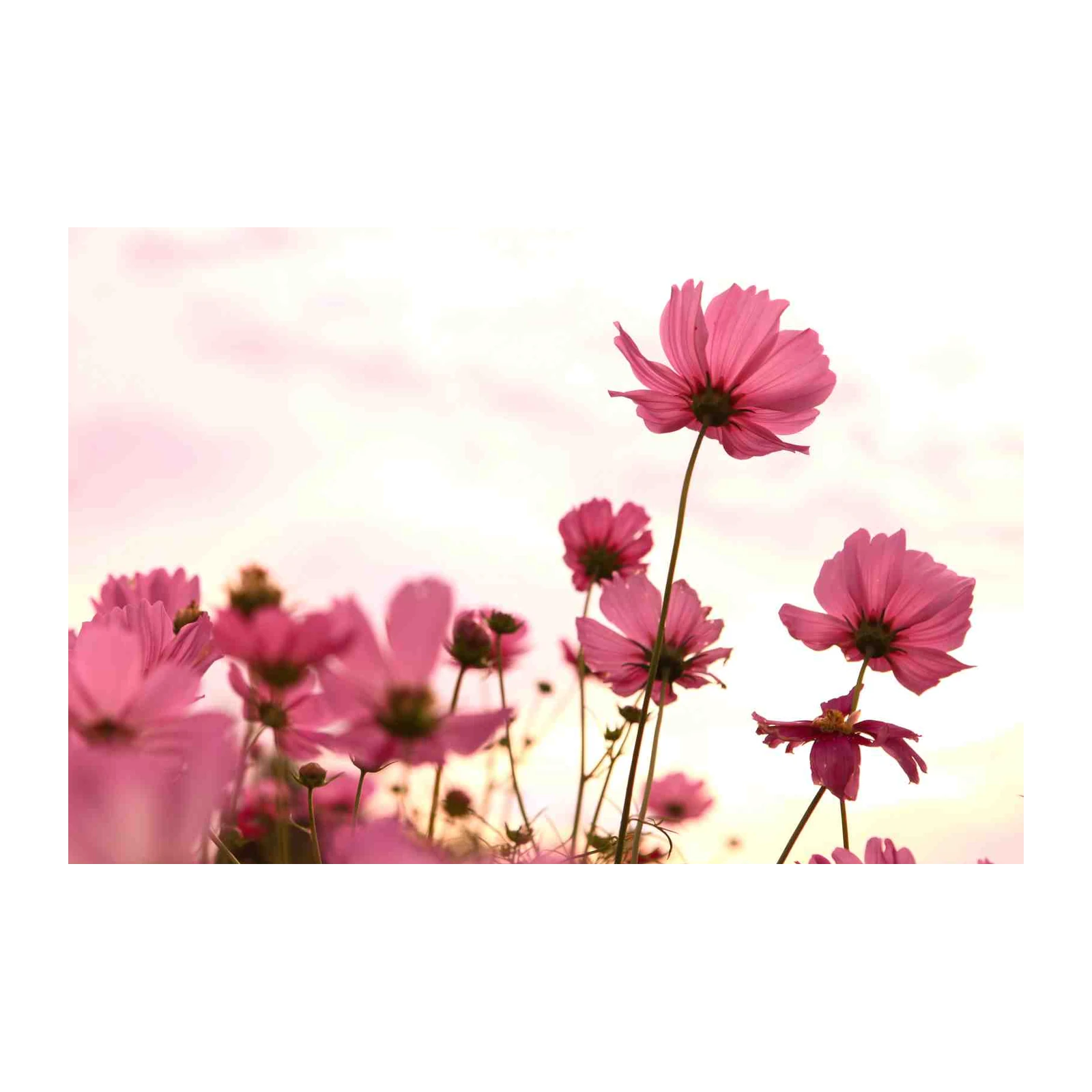 Pink Cosmos Field Serenity Wall Art
