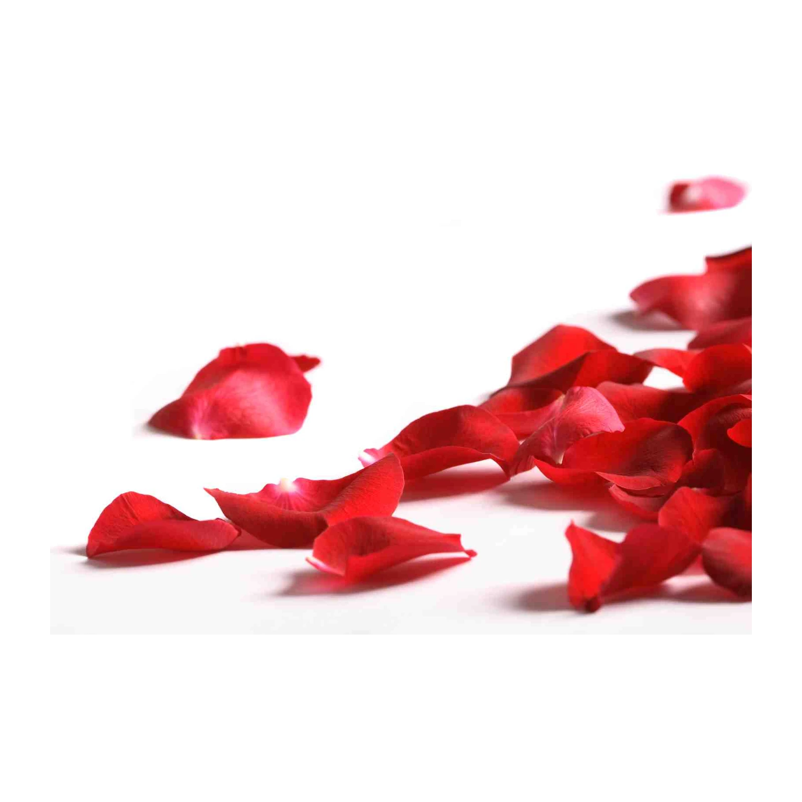 Romantic Red Rose Petals Wall Art