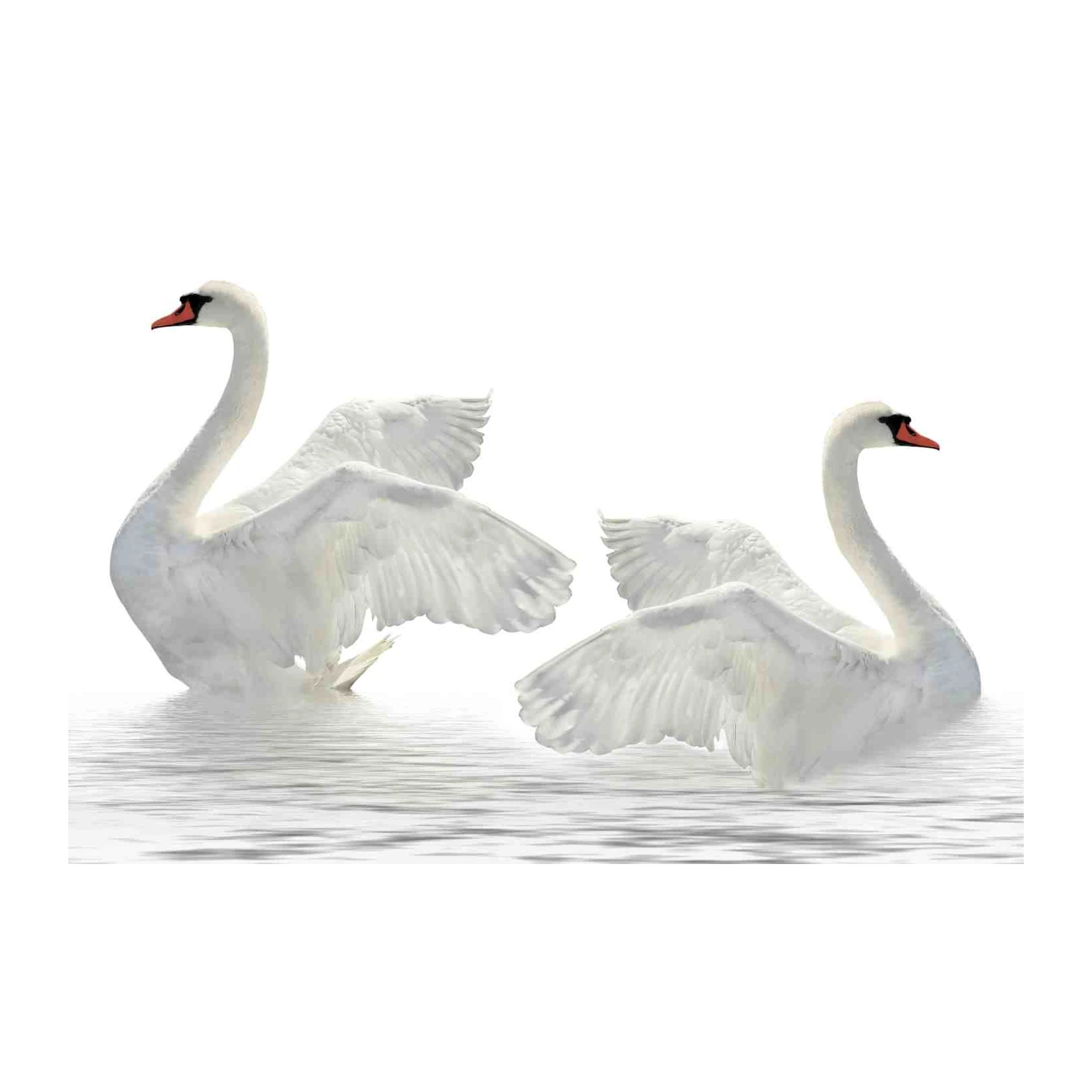 Elegant Swans Graceful Wings Wall Art