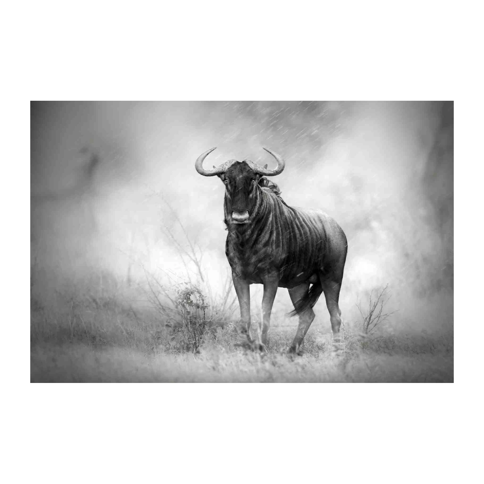 Majestic Wildebeest Black and White Wall Art