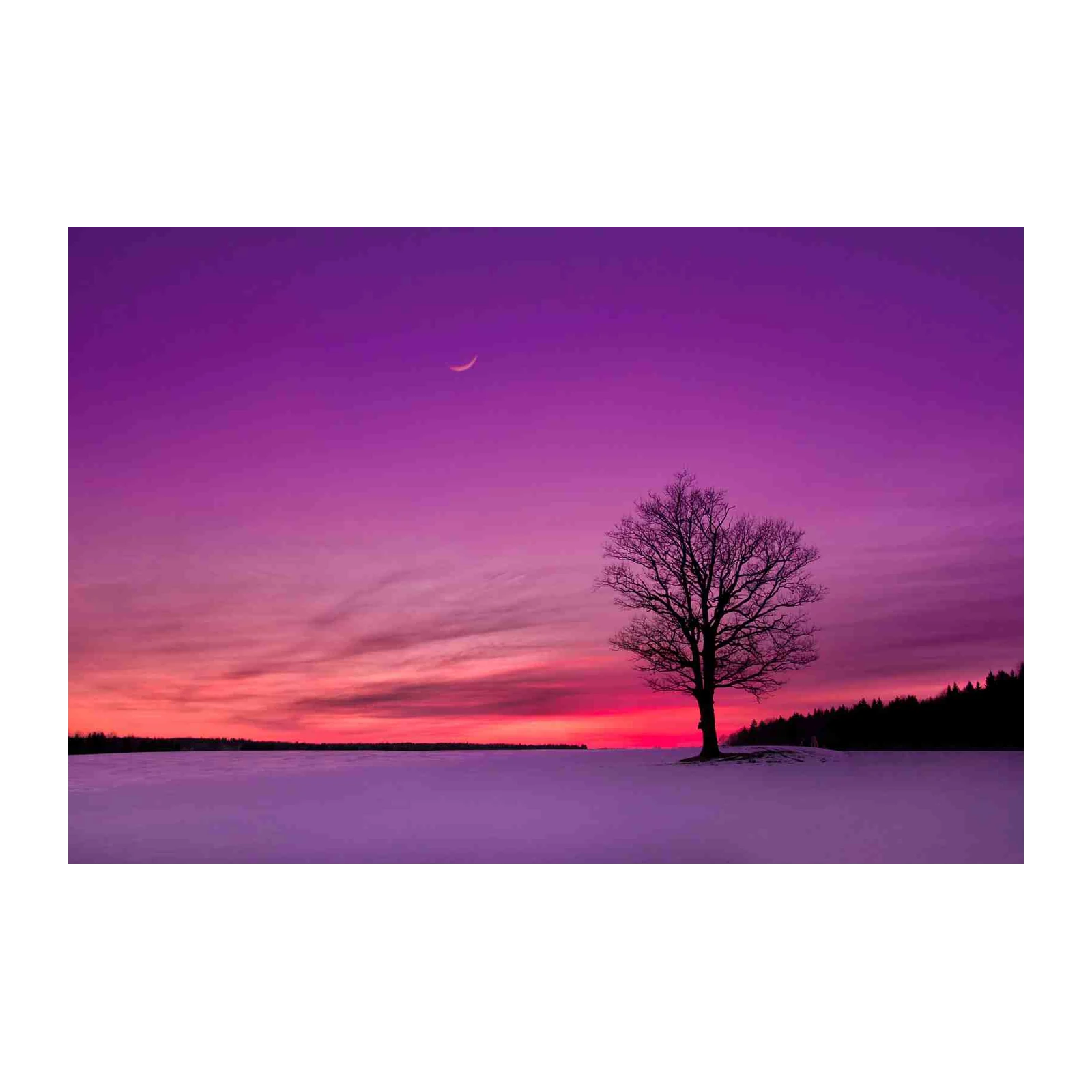 Solitary Tree Sunset Dream Wall Art