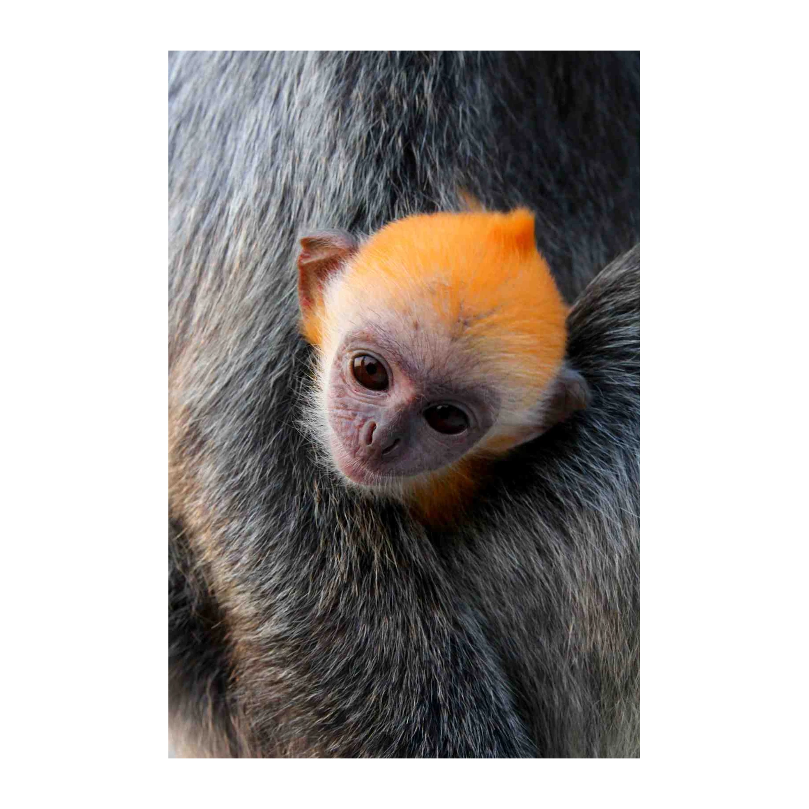 Adorable Baby Monkey Hug Wall Art