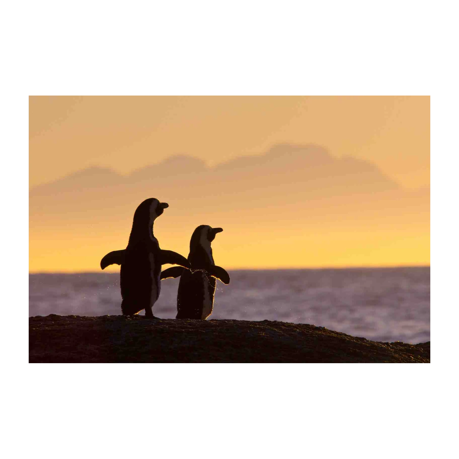 Majestic Penguin Duo Sunset Wall Art