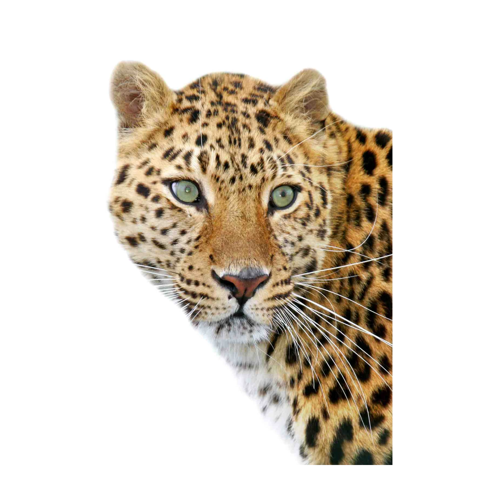 Majestic Leopard Eyes Wall Art