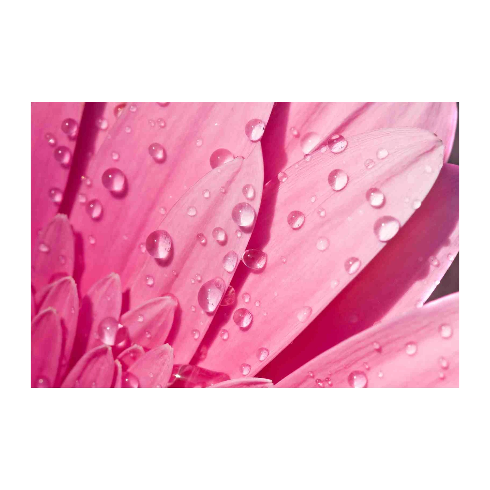 Vibrant Pink Daisy Dewdrops Wall Art