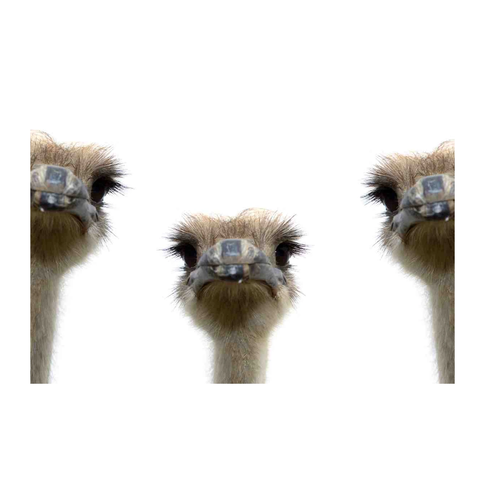 Quirky Ostrich Trio Wall Art