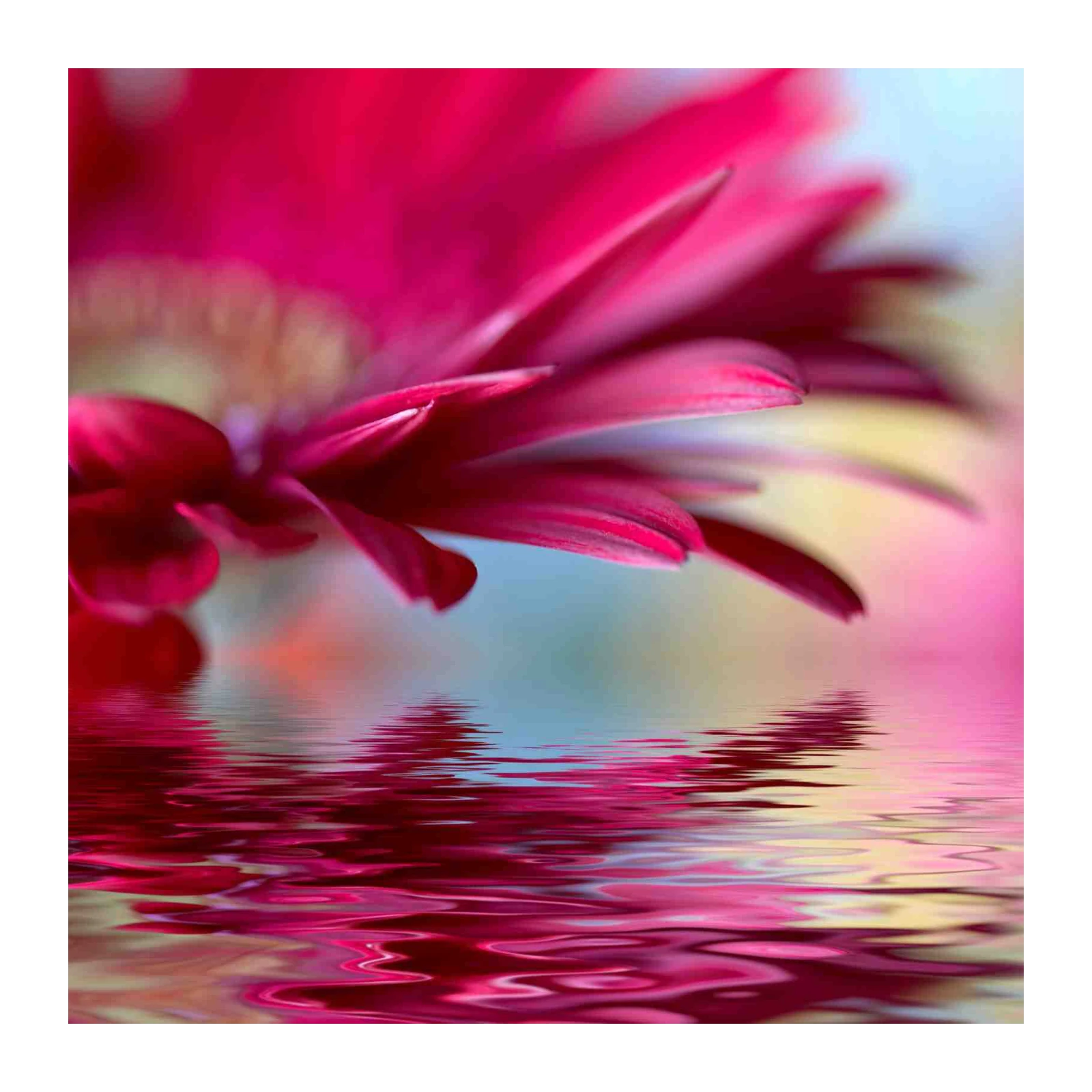 Vibrant Magenta Gerbera Daisy Water Reflection Wall Art