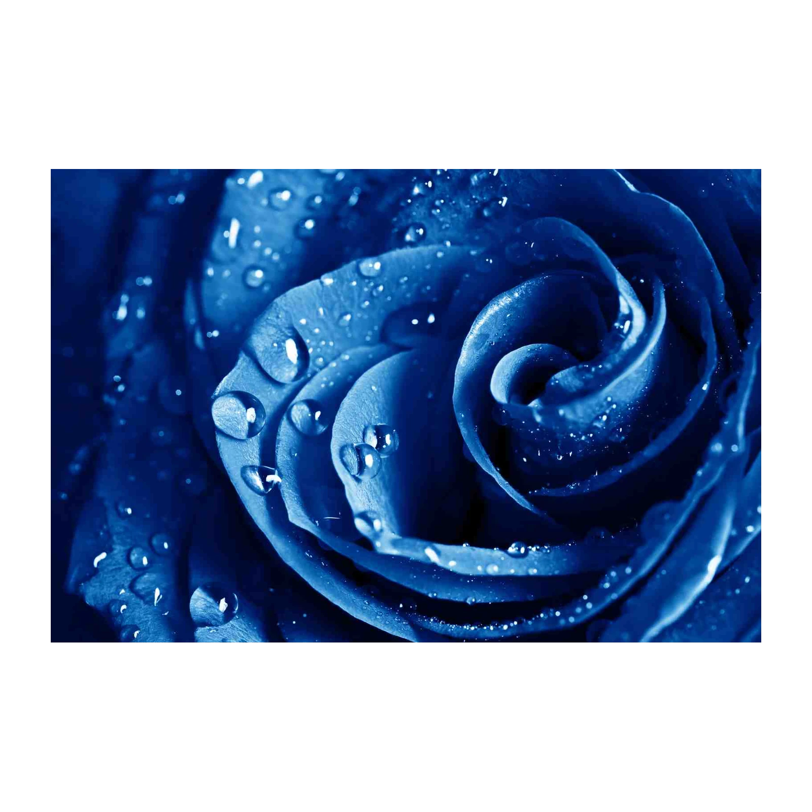 Deep Blue Rose with Dewdrops Wall Art