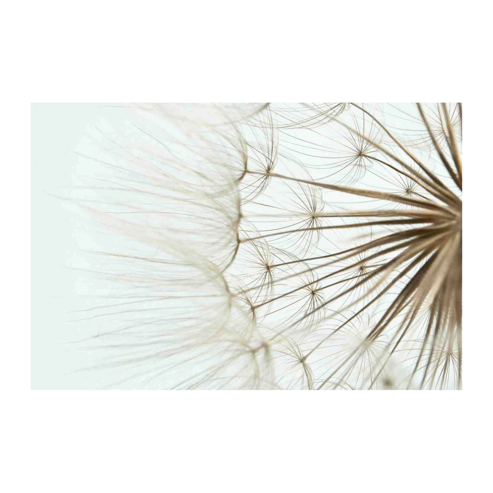 Abstract Dandelion Wish Wall Art