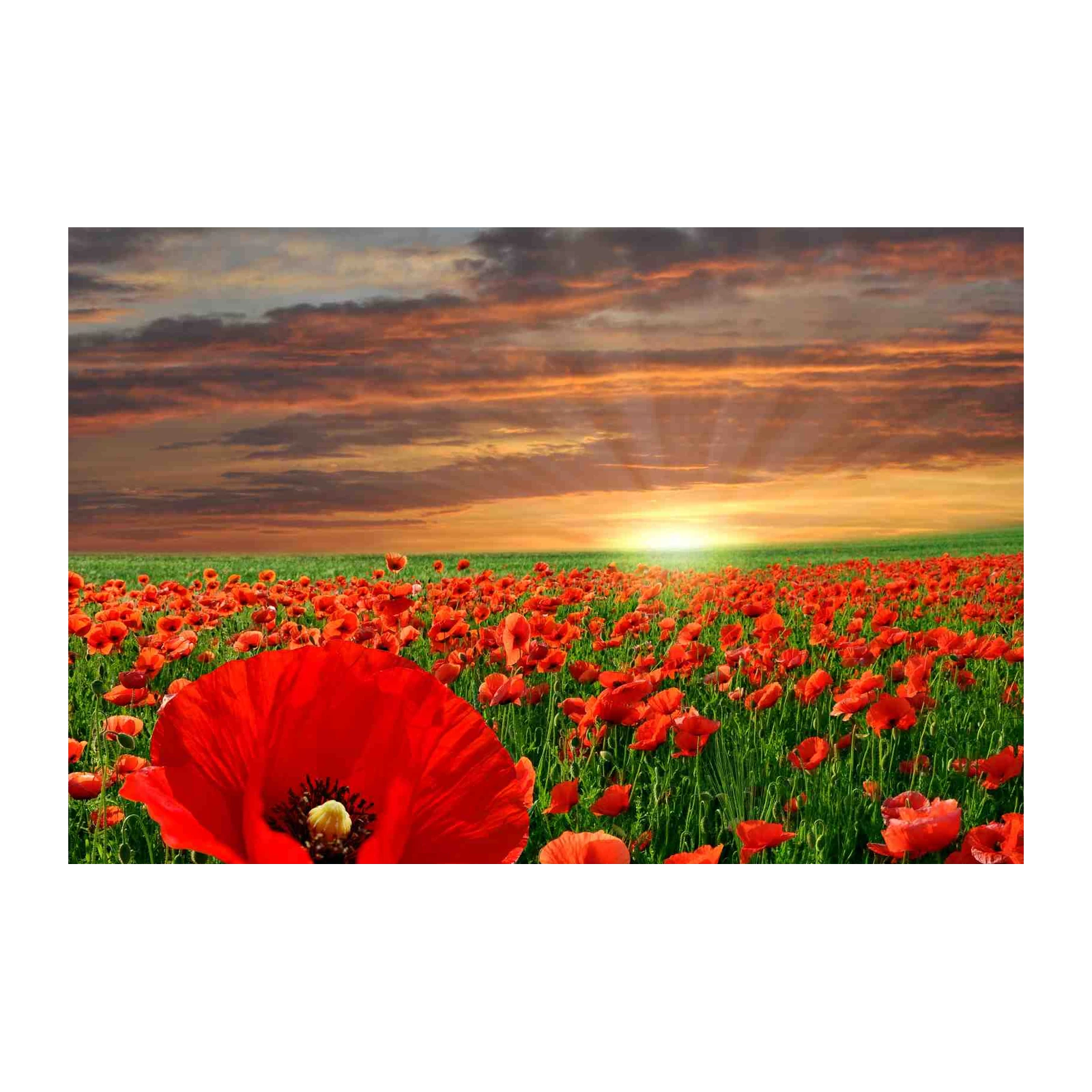 Vibrant Red Poppy Field Sunset Wall Art