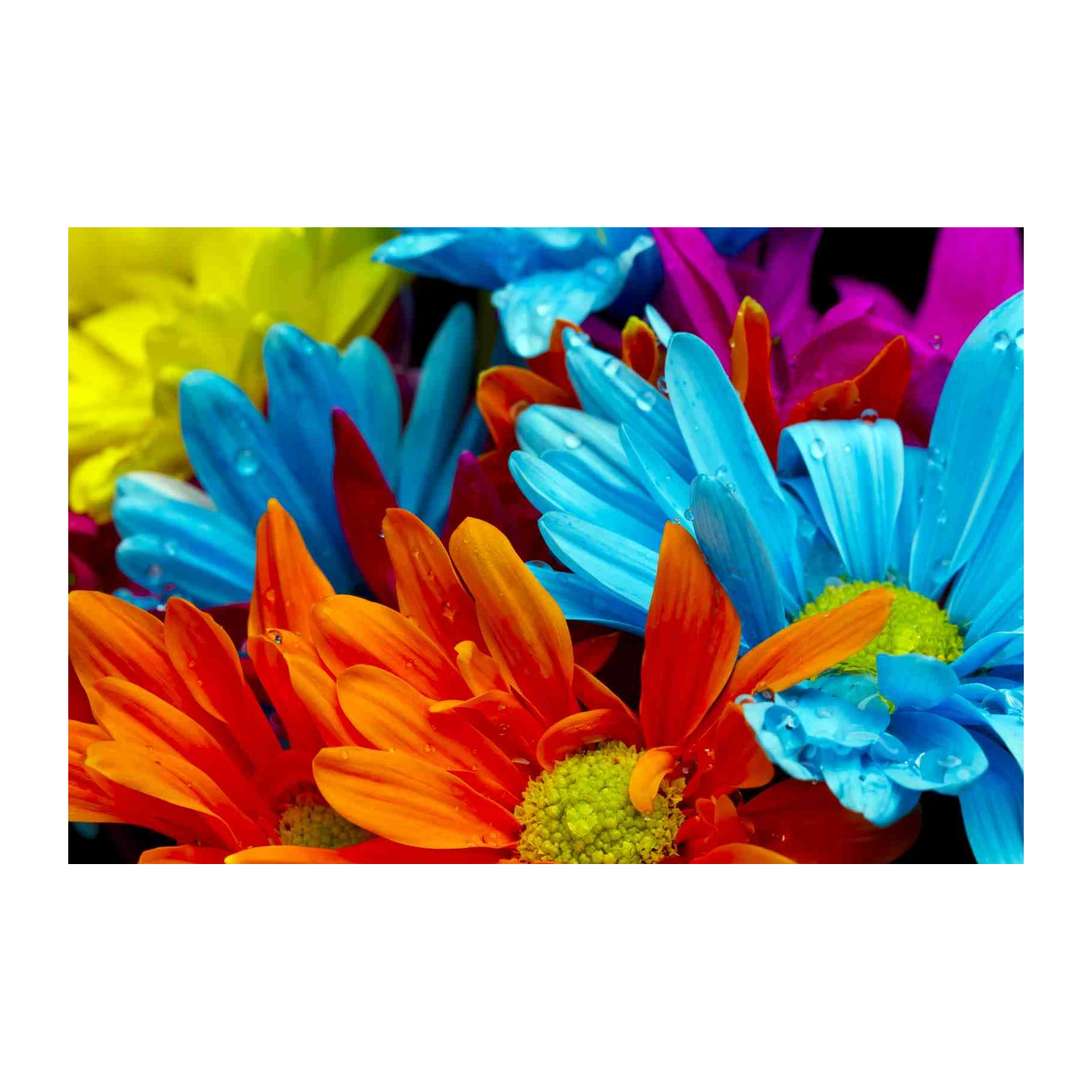 Vibrant Floral Burst Wall Art