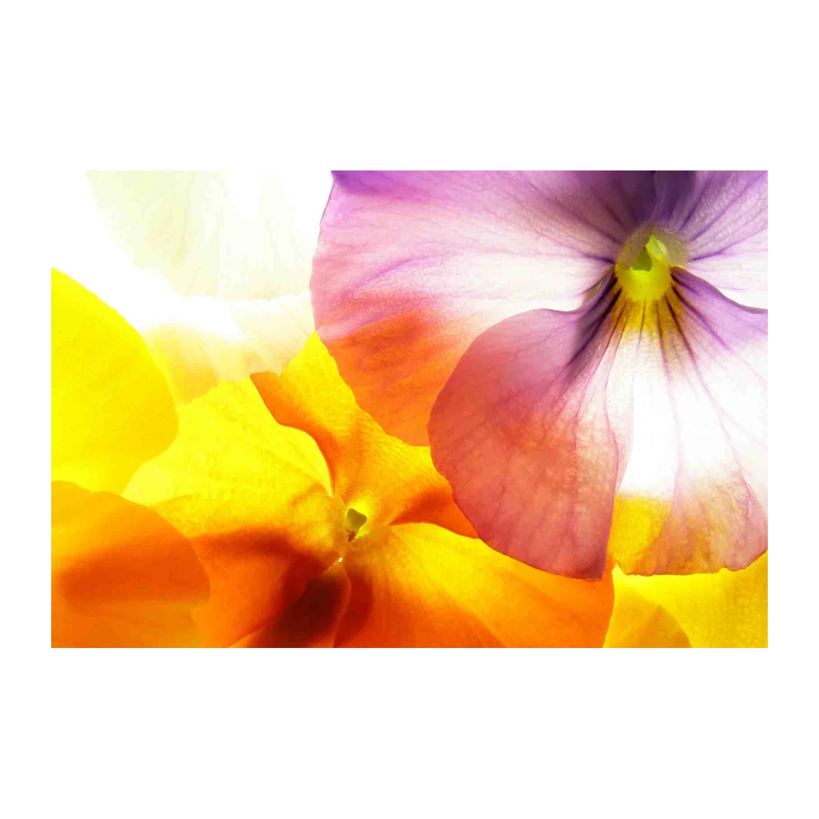Vibrant Floral Close-Up Wall Art