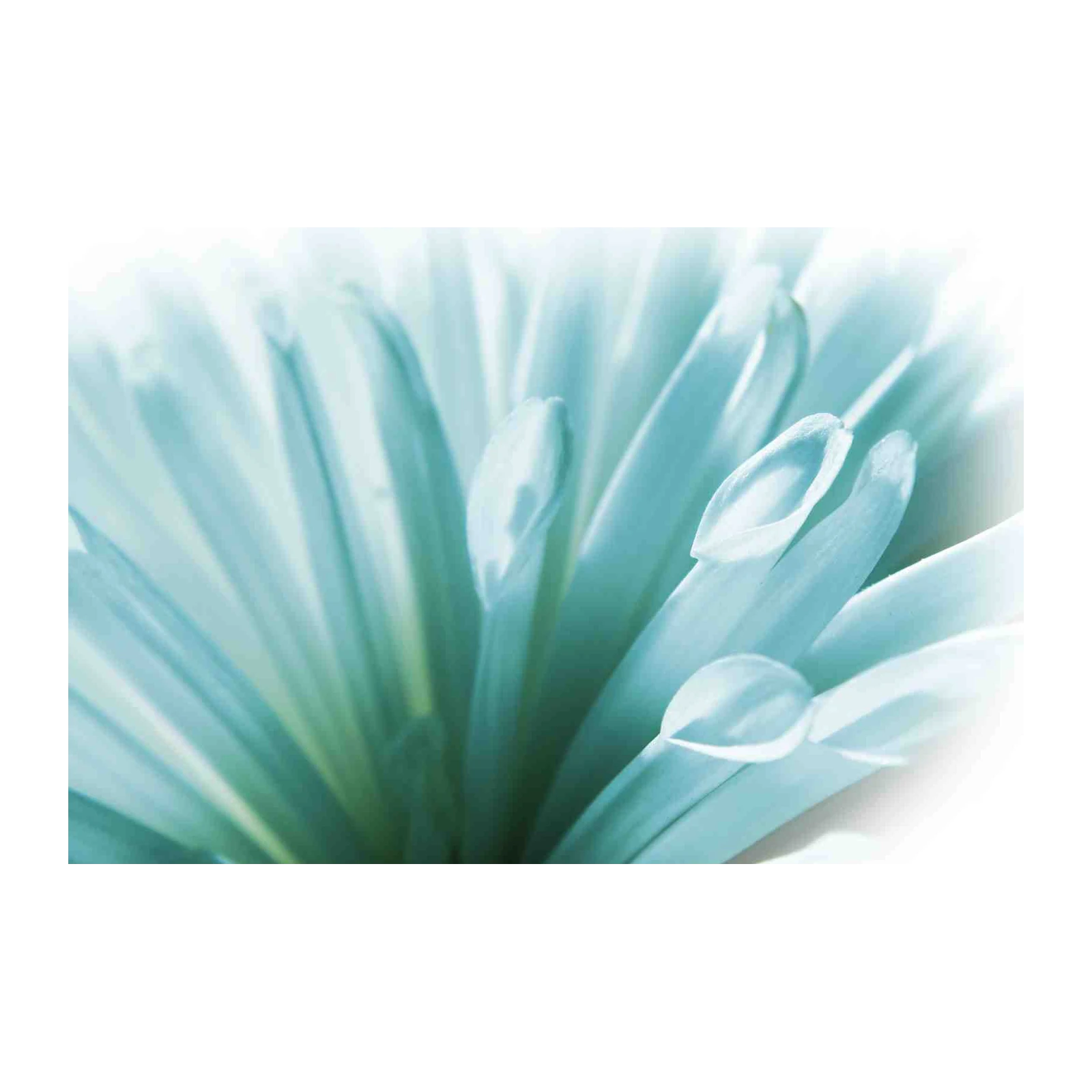 Serene Blue Petal Bloom Wall Art