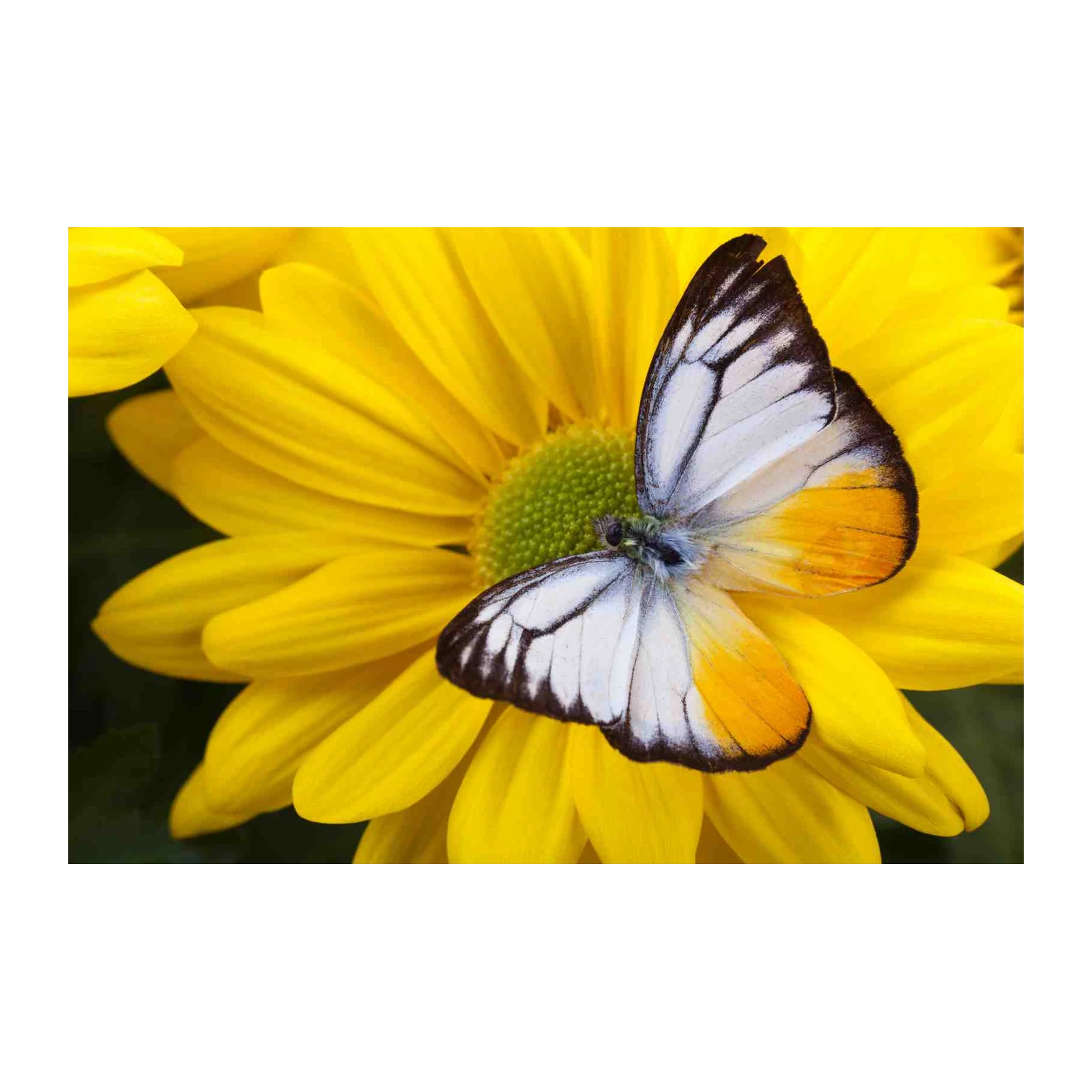 Yellow Daisy Butterfly Wall Art - Nature's Beauty