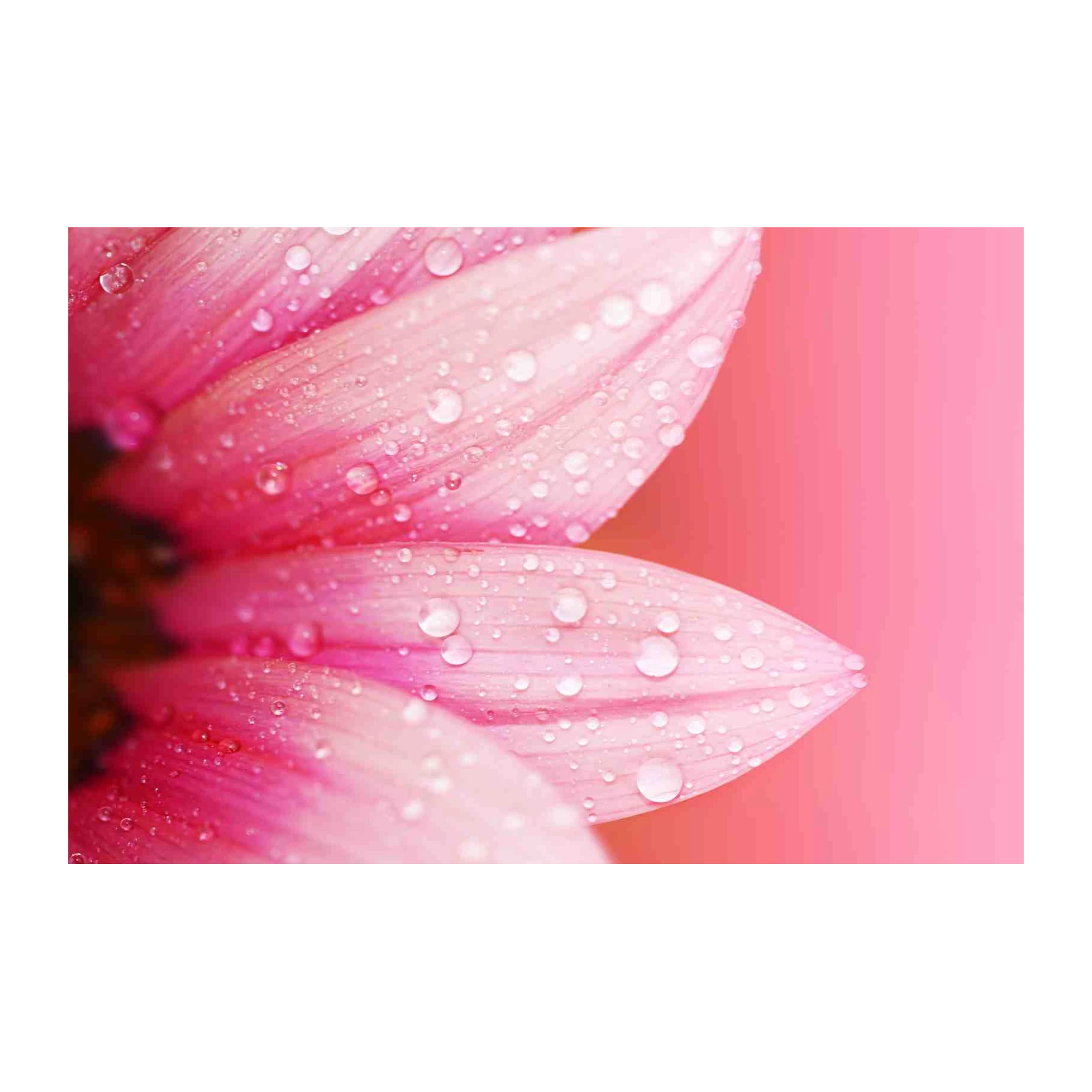 Pink Flower Dew Drops Wall Art for Serene Decor
