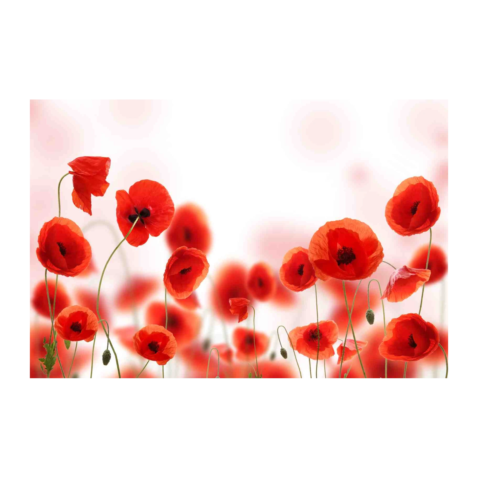 Vibrant Red Poppy Field Wall Art