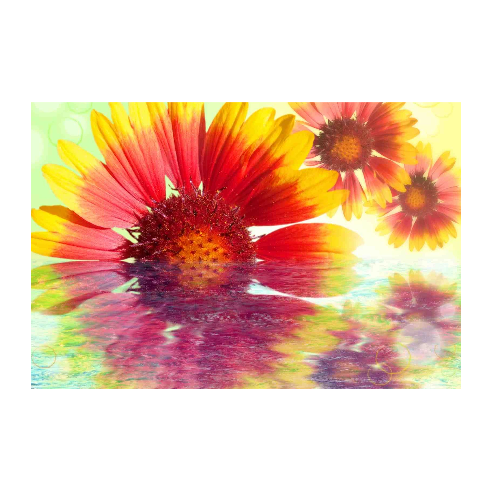 Vibrant Red Yellow Flower Reflection Wall Art